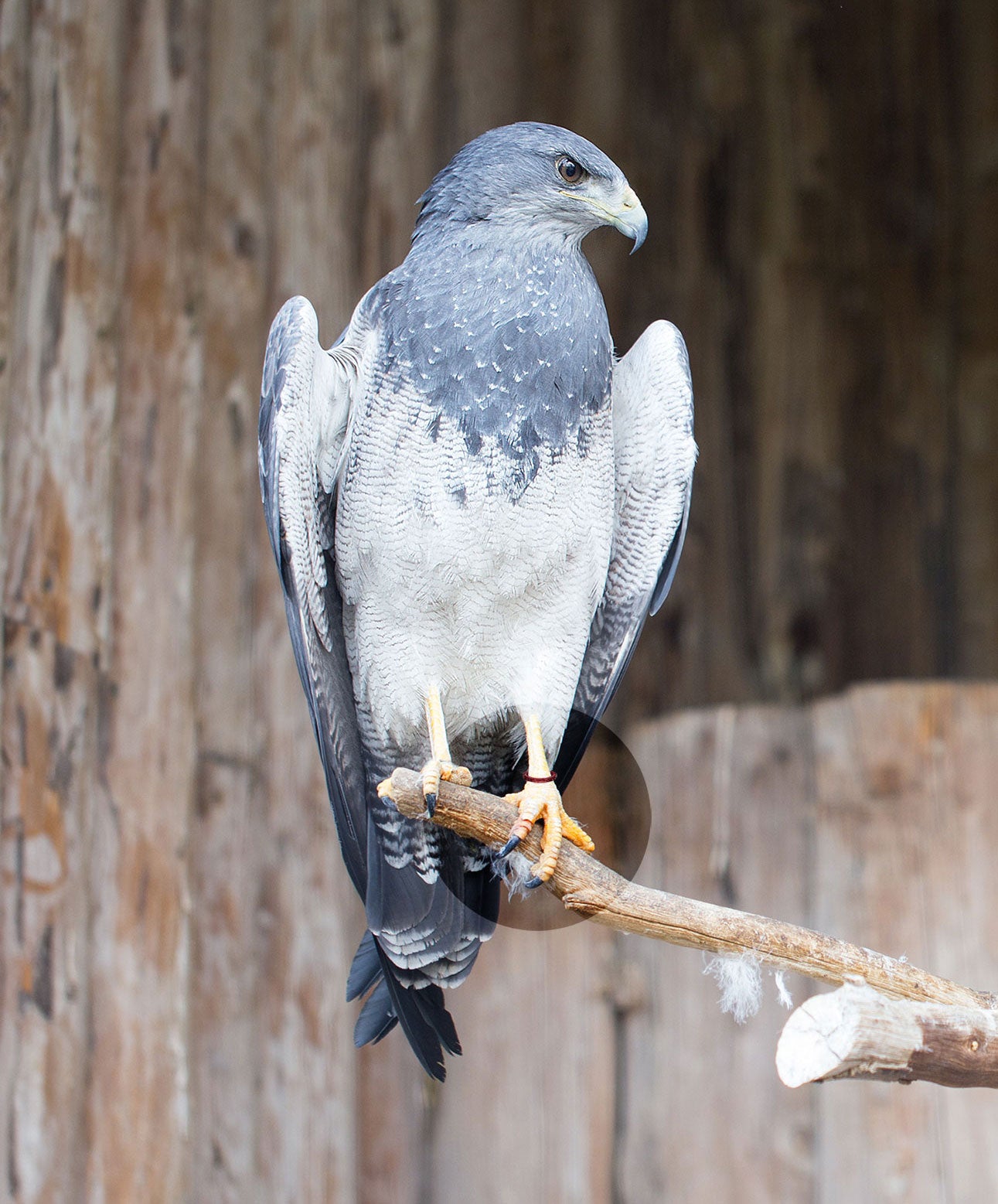 Bird Rings Raptors Closed Bird Rings – UK FALCONS