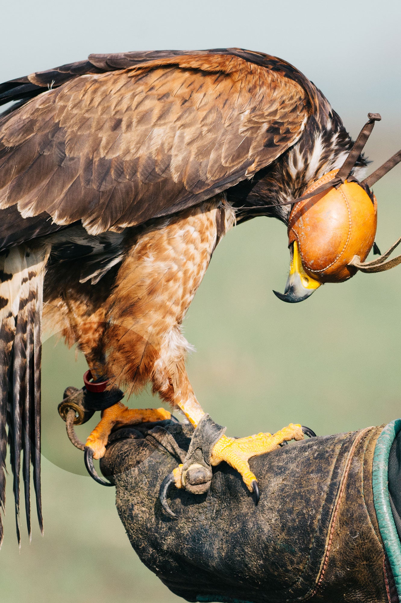 Bird Rings Raptors ID Split Bird Rings – UK FALCONS